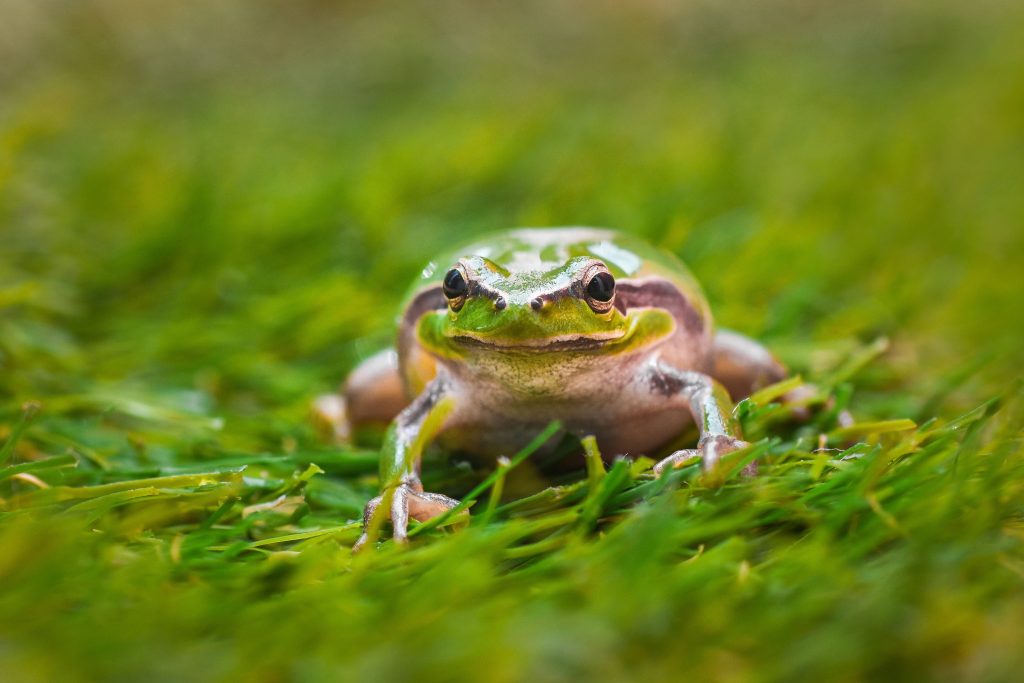 Vibrant green tree frog on textured lawn macro photograph with soft natural light and detailed focus Wallpaper