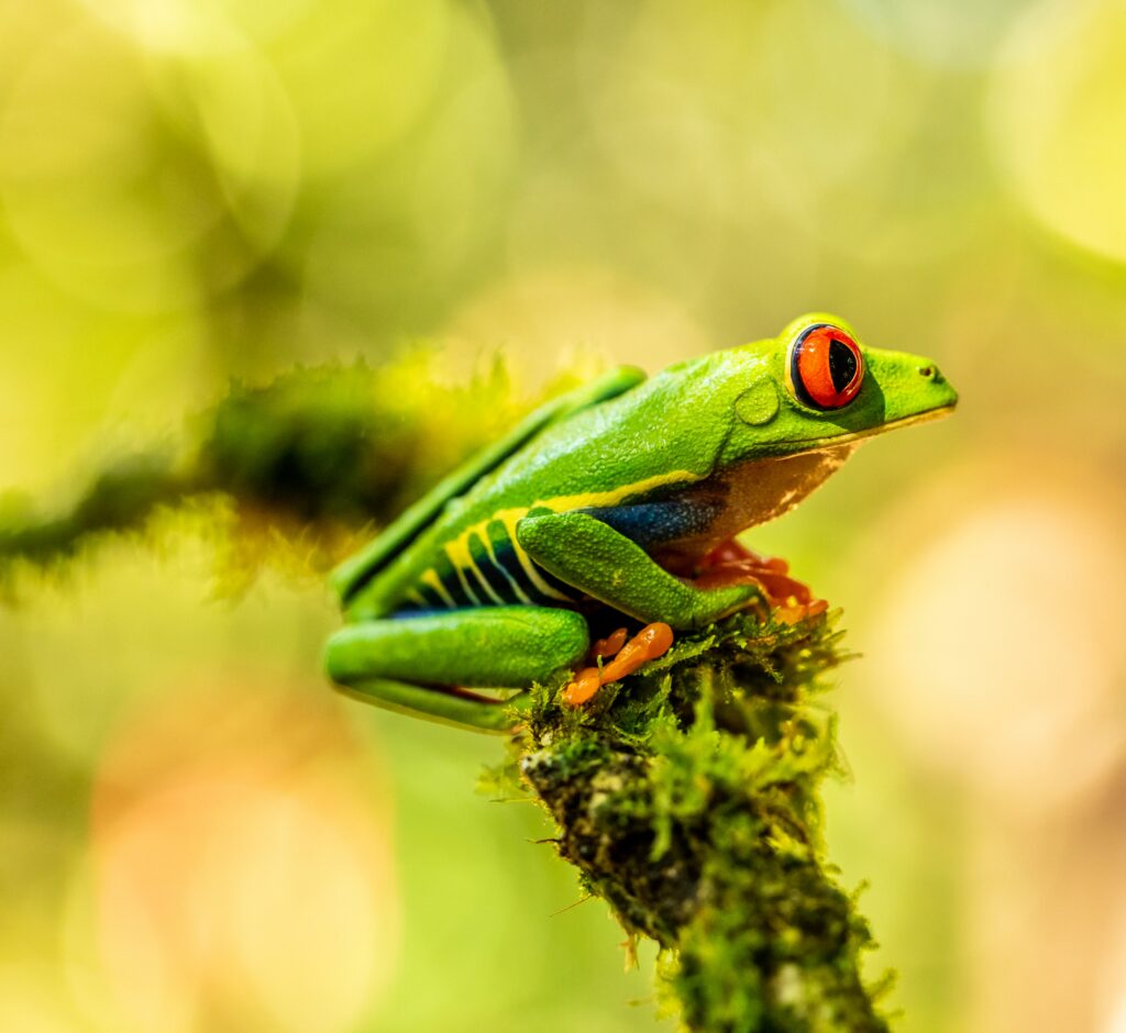 Vibrant Green Tree Frog on Mossy Branch - Striking Amphibian Beauty Wallpaper