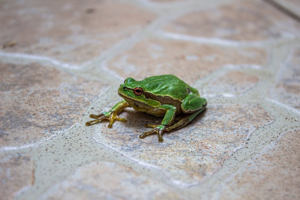 Vibrant green tree frog on textured tiled floor detailed macro wildlife nature wallpaper background