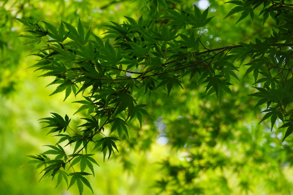 Vibrant Close-Up Wallpaper of Intricate Green Tree Leaves