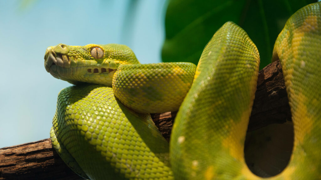 Vibrant Green Tree Python 4K Wallpaper - Nature Background