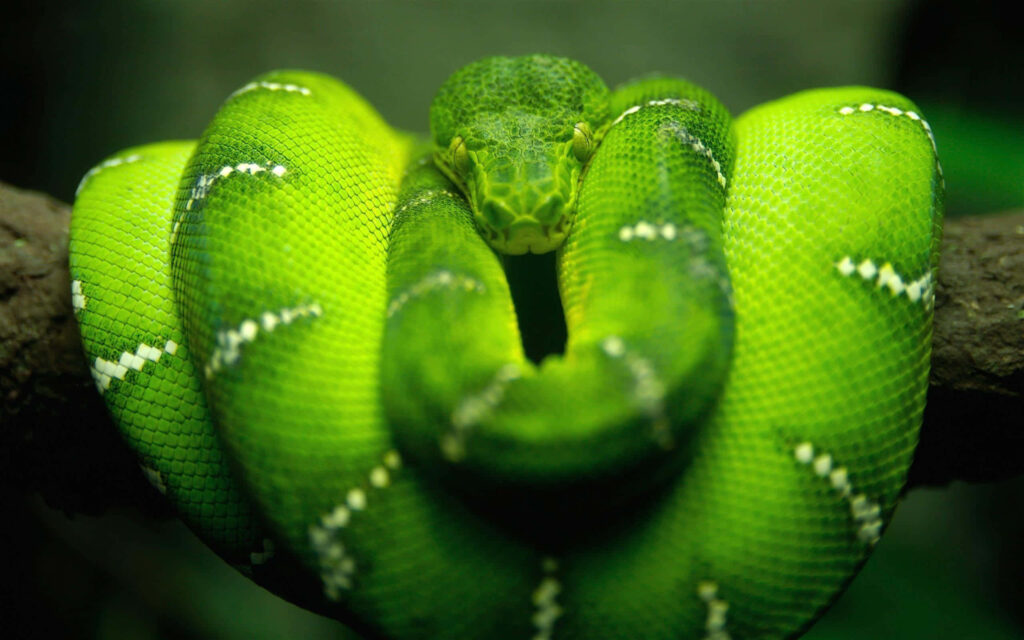 Green Tree Python coiled on branch showing vivid green scales and white markings nature background Wallpaper