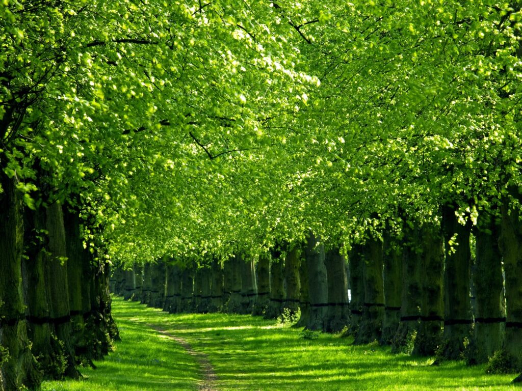 Vibrant green tree corridor with lush foliage forming a natural tunnel over grassy path wallpaper