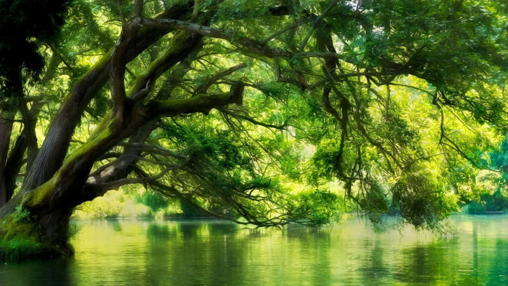 Serene Green Tree Wallpaper Over Reflective Water & Bright Sky