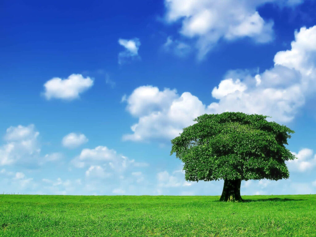 Vibrant Green Tree Wallpaper Under Clear Blue Sky - Lush Nature Background