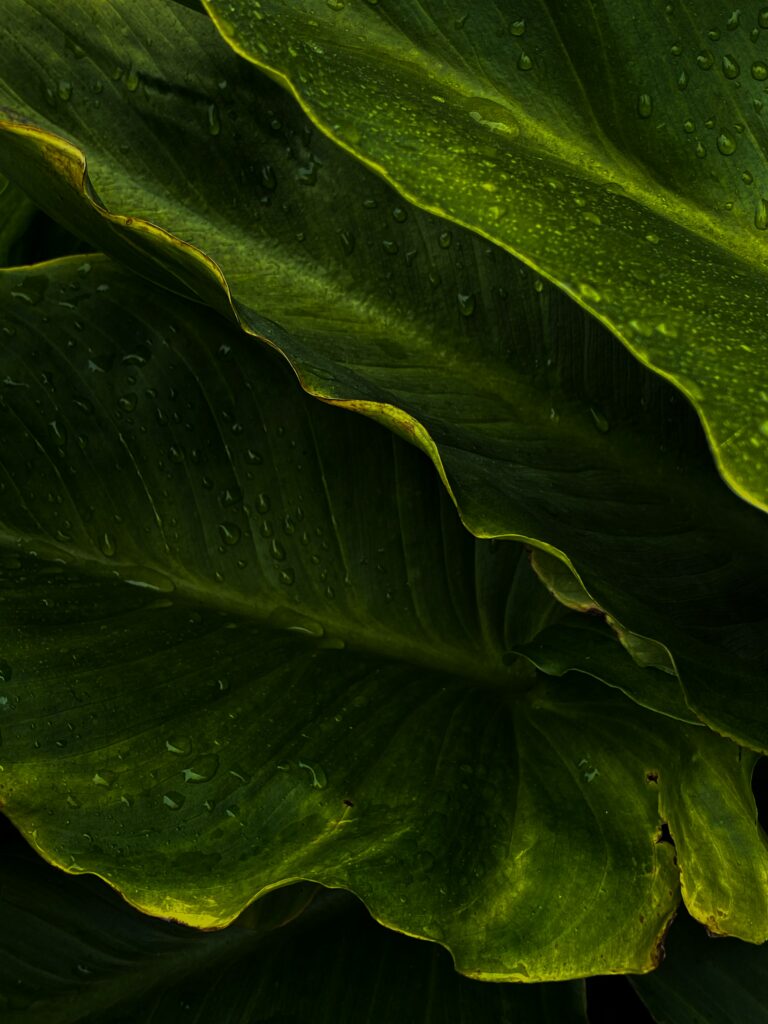 Vibrant Green Tropical Leaves with Water Droplets - Macro Wallpaper