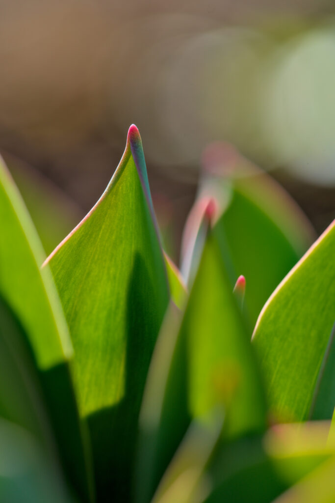 Vibrant Green Tulip Leaves with Pink Tips - Spring Wallpaper Background