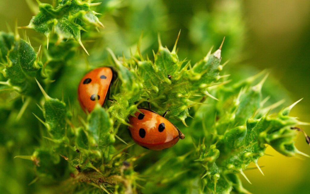 Vibrant Wallpaper: Red Ladybugs on Spiky Green Plants