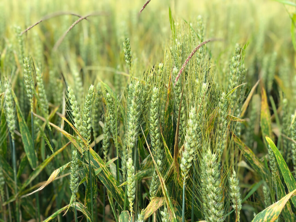 Vibrant green wheat field with tall healthy ears swaying in lush agricultural landscape wallpaper