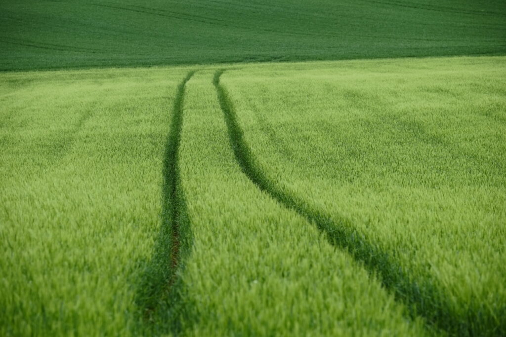 Vibrant green wheat field with parallel tracks showcasing peaceful rural landscape depth Wallpaper