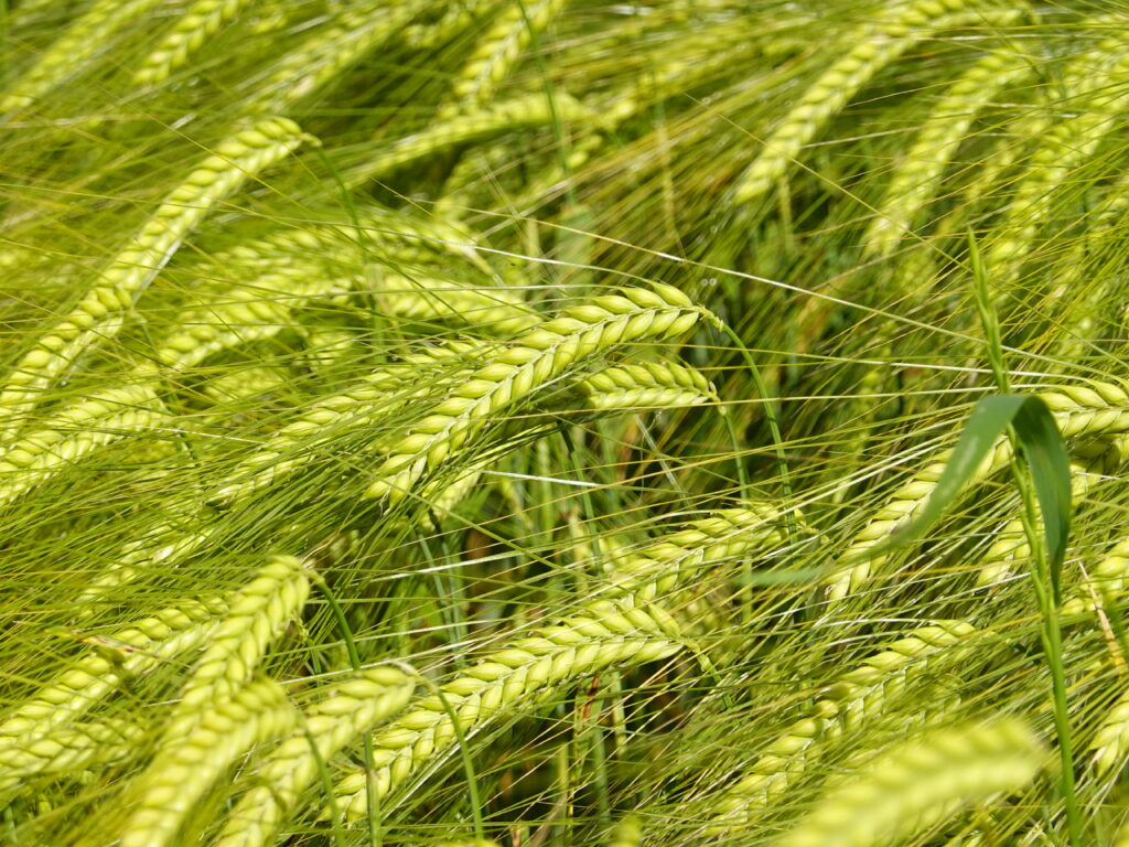 Vibrant Green Wheat Spikelets Close-Up - Nature Wallpaper