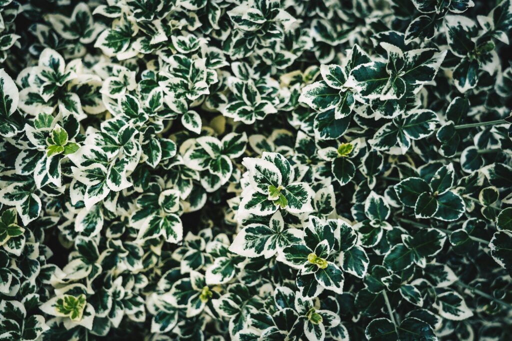 Vibrant Green & White Spotted Leaves Wallpaper - Dense Plant Background