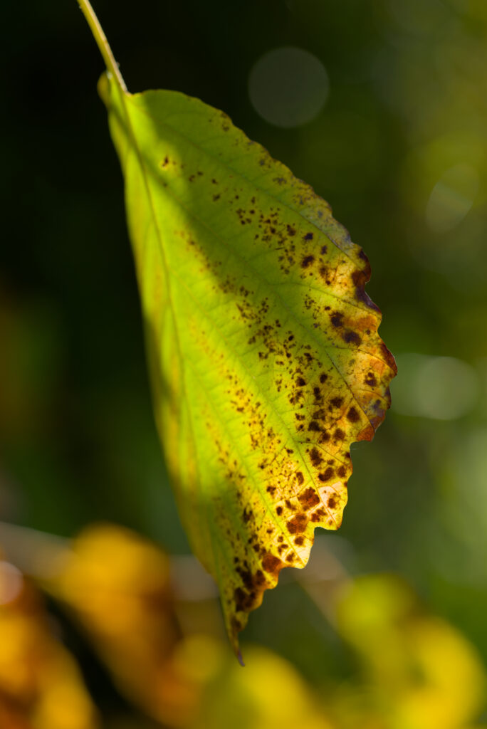Macro Shot of Vibrant Green Witch Hazel Leaf - Nature Wallpaper