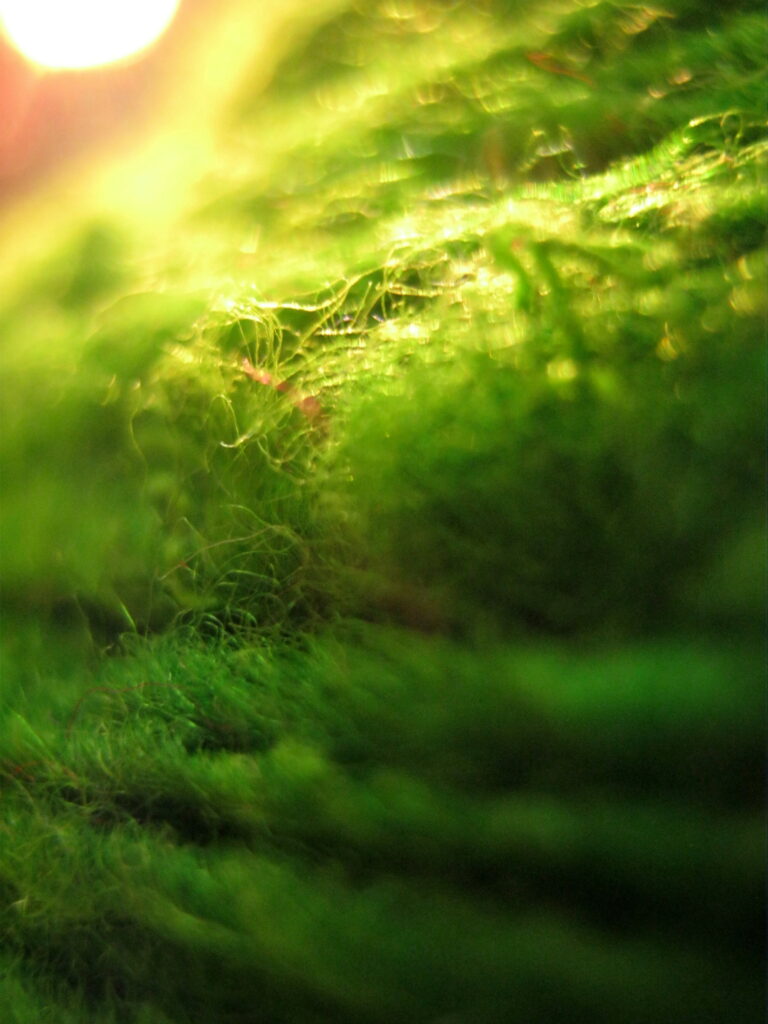 Intricate Green Yarn Macro Image - Warm Textured Wallpaper Background