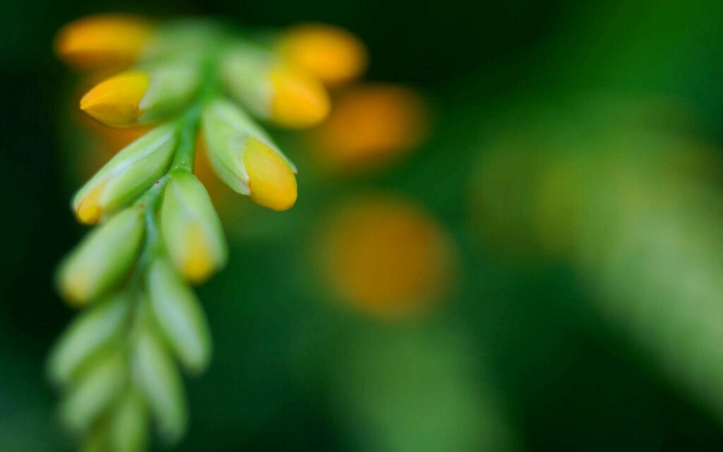 Vibrant Green & Yellow Floral Wallpaper: Blooming Close-Up Beauty