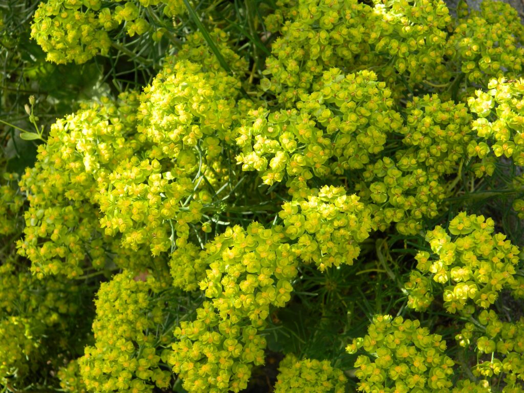 Vibrant green yellow flowers and delicate foliage wallpaper showcasing natural plant patterns