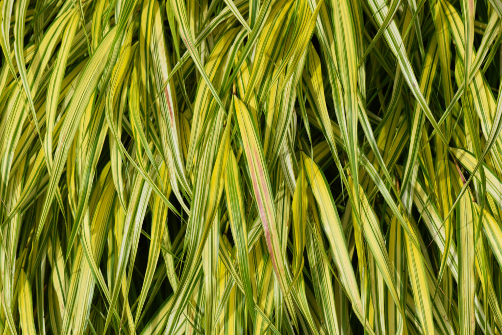 Macro Green & Yellow Striped Leaves Wallpaper Background
