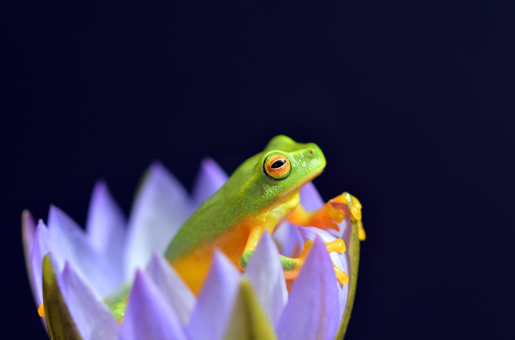 Macro photo of green yellow tree frog resting on purple water lily with dark moody background wallpaper