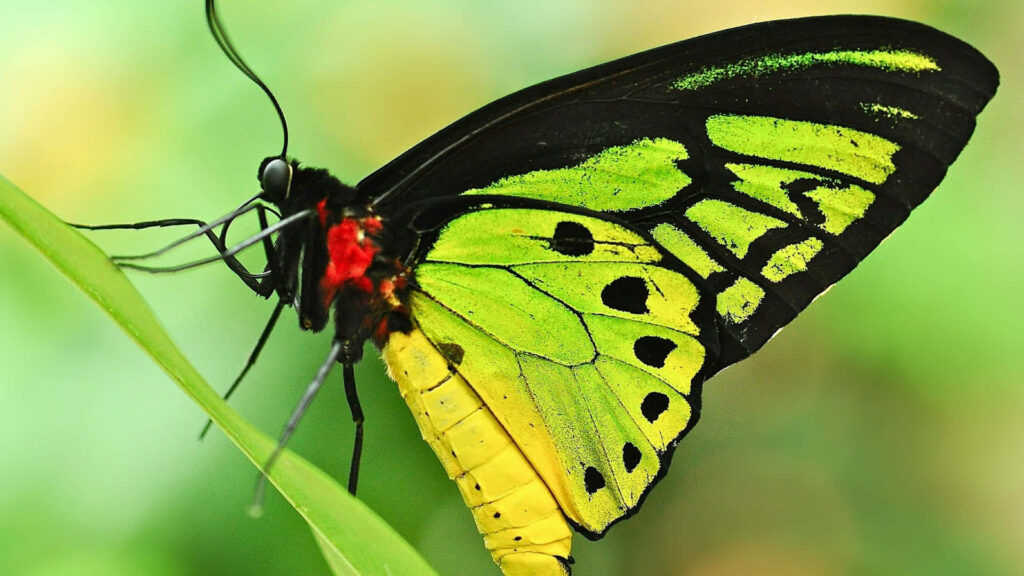Vibrant Green & Black Butterfly Wallpaper: Intricate Wing Patterns