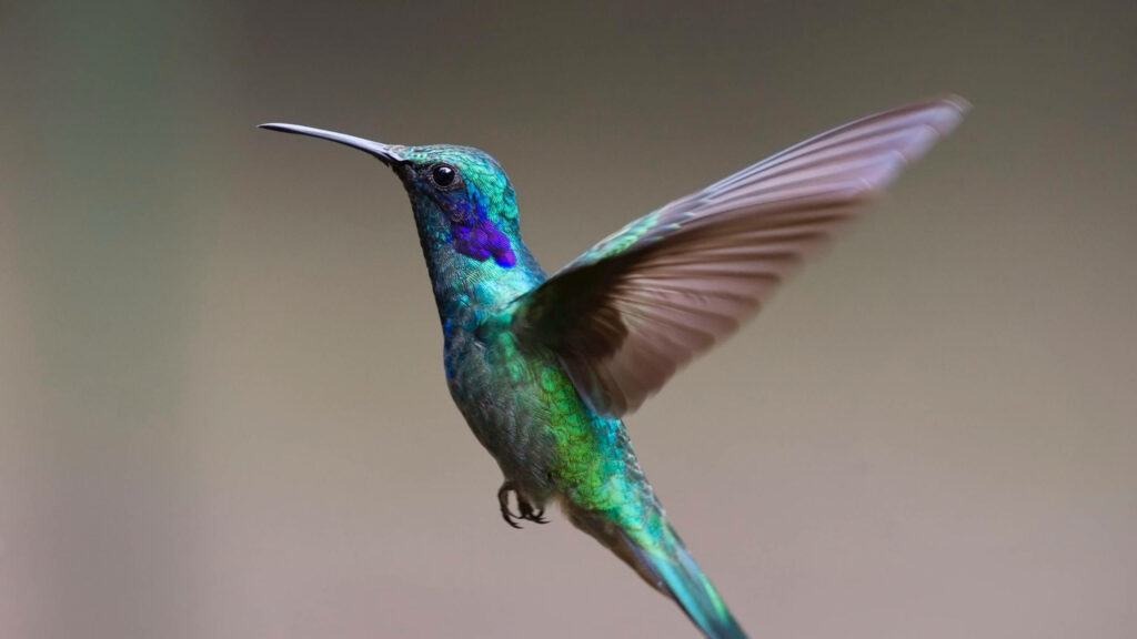 Vibrant Hummingbird in Mid-Flight: Iridescent Wallpaper Background