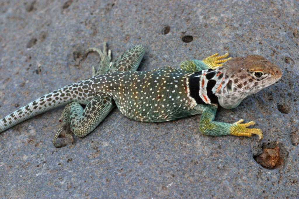 Vibrant green brown collared lizard with yellow limbs on textured gray rock wildlife wallpaper background