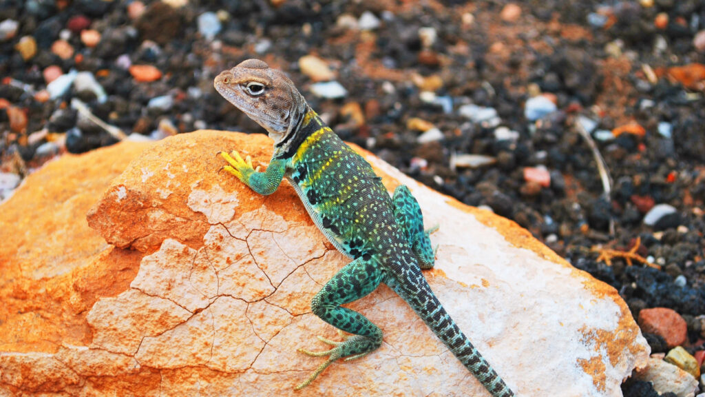 Vibrant Green & Yellow Lizard on Rugged Orange Rock - Nature's Contrast Wallpaper