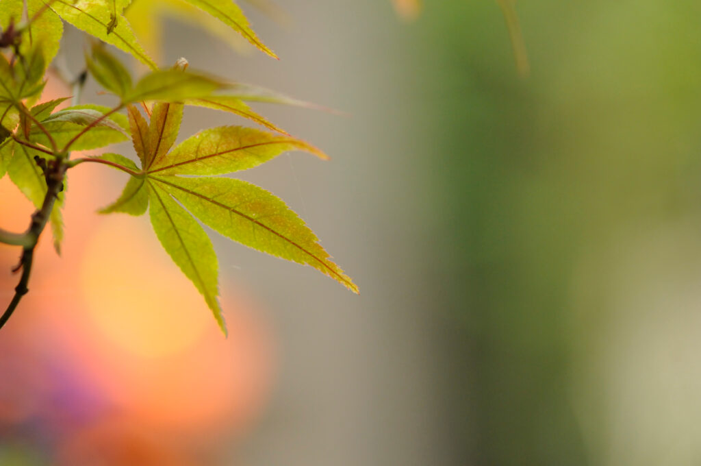 Vibrant Maple Leaf Macro Close-Up: Green & Yellow Wallpaper Background