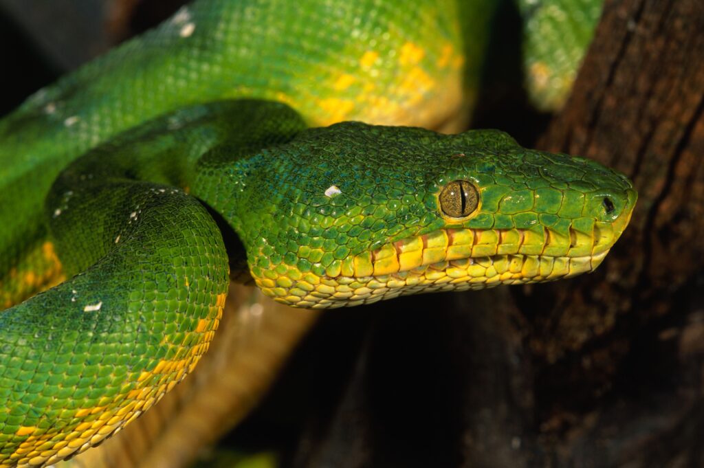 Vibrant Green and Yellow Snake Wallpaper: Captivating Exotic Design
