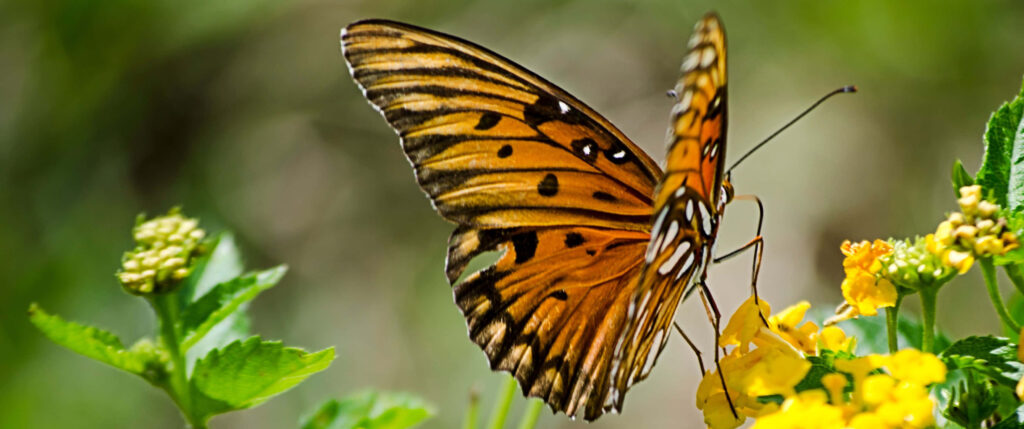 Gulf Fritillary Butterfly Close-Up on Vibrant Yellow Flowers Wallpaper