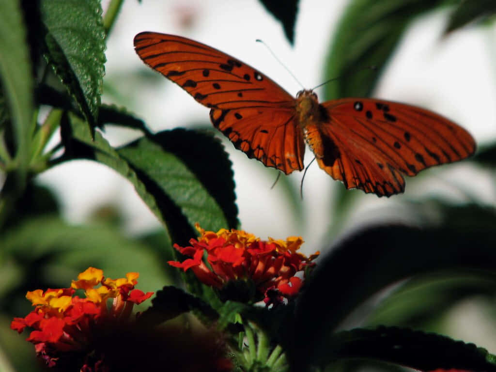 Vibrant Gulf Fritillary Butterfly on Colorful Lantana - Wallpaper