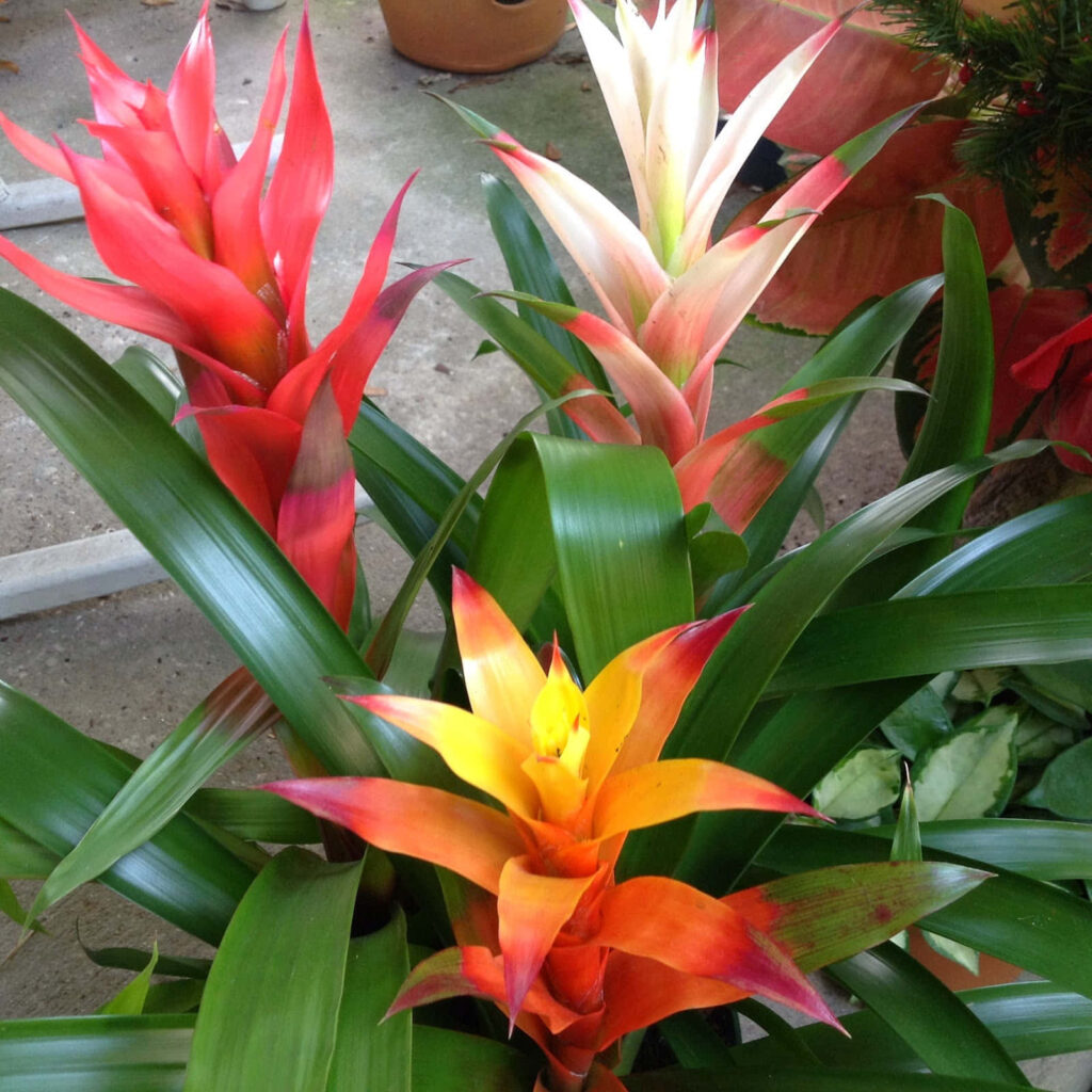 Vibrant Guzmania Wallpaper: Colorful Tropical Plants & Lush Greens