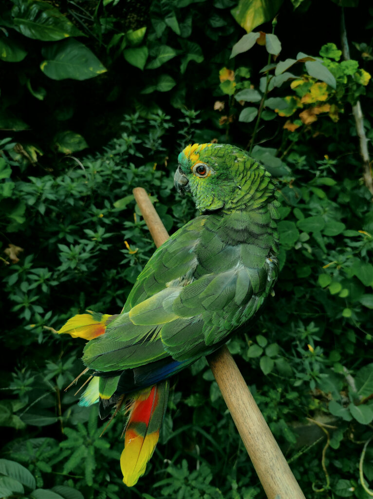 Vibrant Green Parrot on Branch Amidst Lush Tropical Foliage Wallpaper