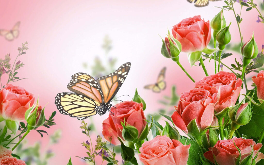 Blooming Pink Roses & Butterflies HD Wallpaper Background