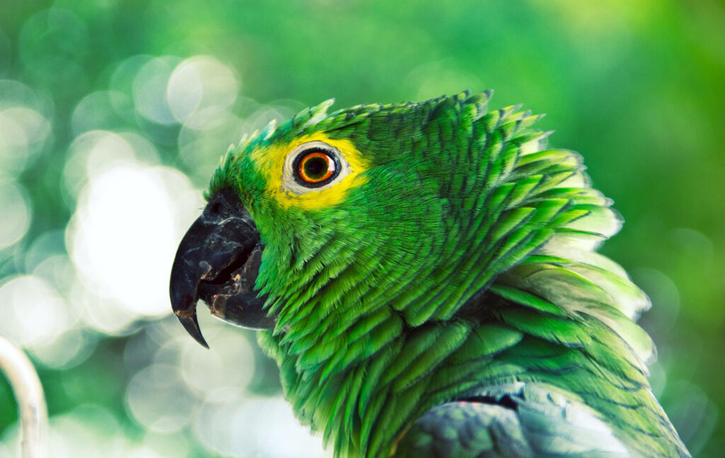 Vibrant HD Green Parrot Wallpaper: Ruffled Feathers & Bokeh Background
