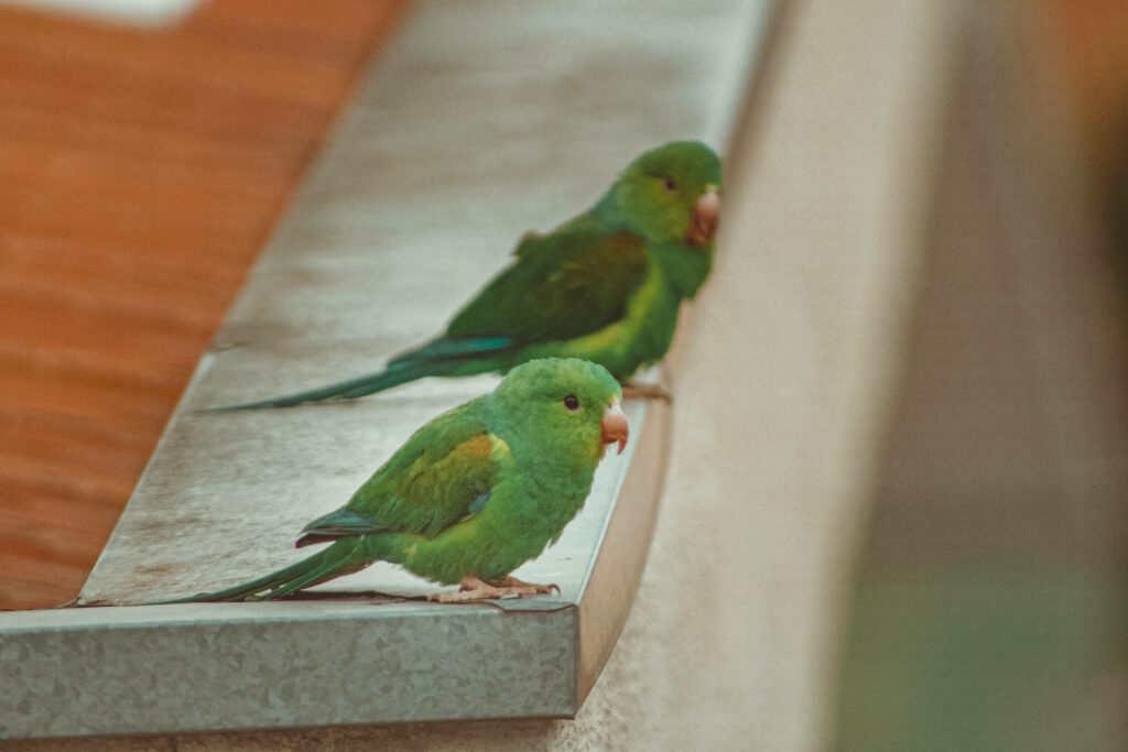 Vibrant HD Wallpaper of Green Parrots in Serene Setting