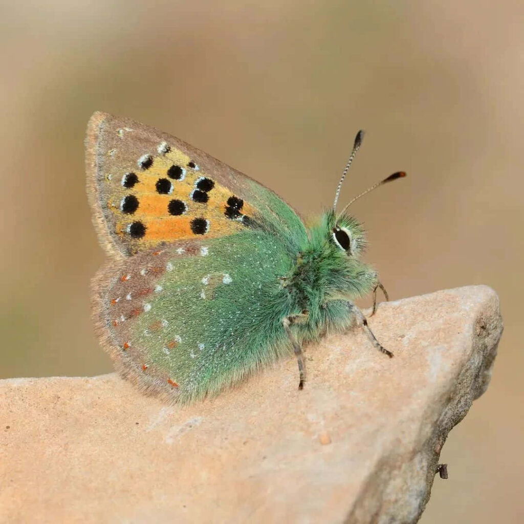 Colorful Hairstreak Butterfly on Rock - Stunning Wallpaper Background