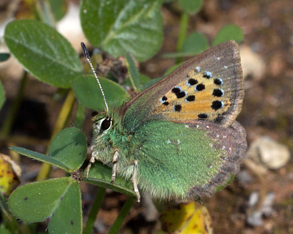 Vibrant Hairstreak Butterfly Wallpaper: Stunning Closeup on Green Plant