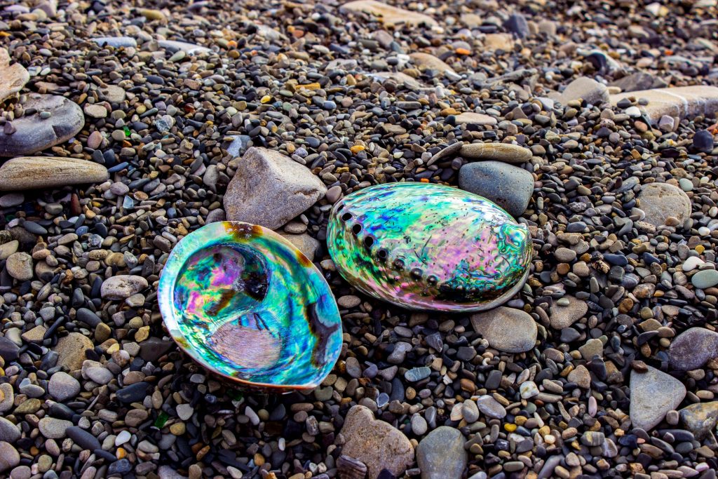 Two vibrant Haliotis abalone shells on a pebbled beach with iridescent mother-of-pearl interiors Wallpaper