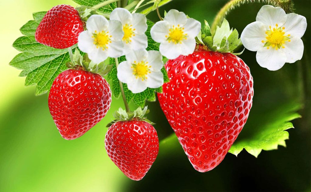 Hanging strawberries and white blossoms on soft green background vibrant nature wallpaper