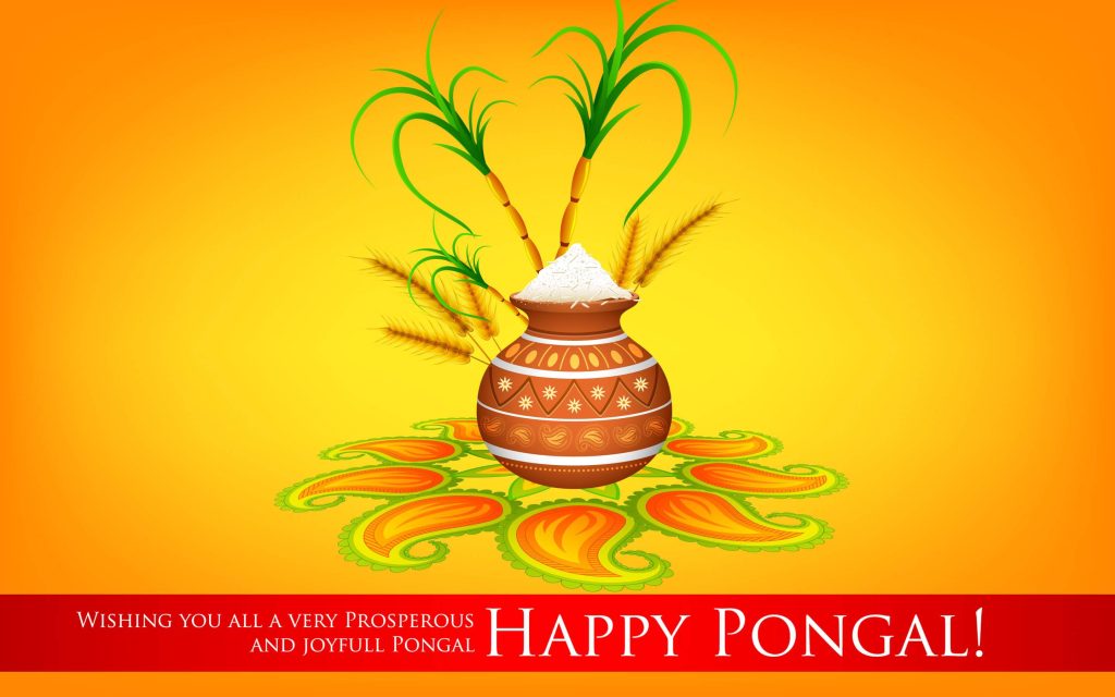 Happy Pongal wallpaper with traditional clay pot rice sugarcane wheat bright festive background