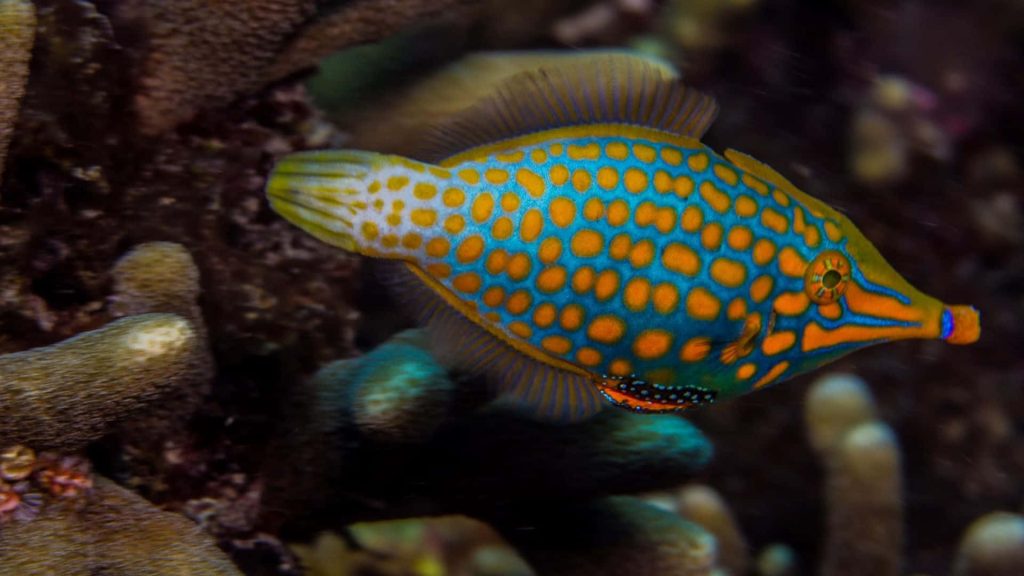 Harlequin Filefish with blue body and orange spots on vibrant coral reef underwater wallpaper