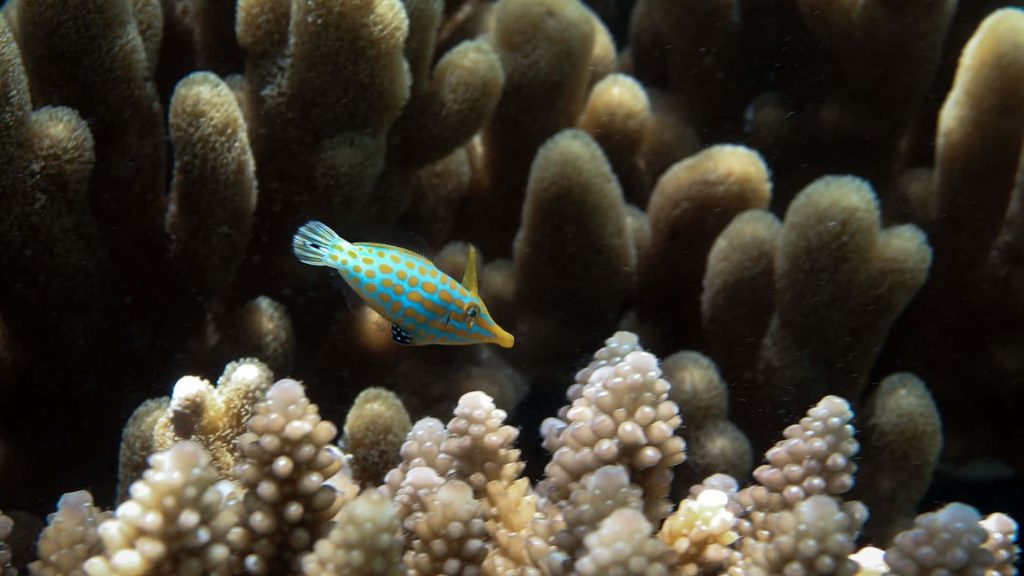 Harlequin Filefish with blue body and orange spots swimming near textured brown coral reef underwater Wallpaper