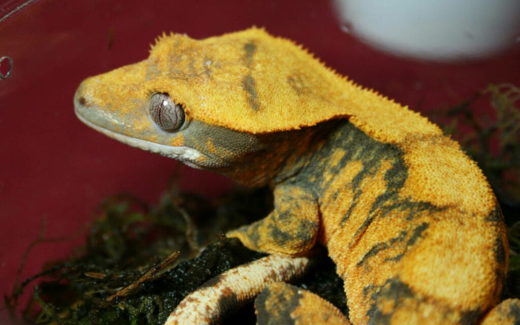 Vibrant Harlequin Yellow Gecko Wallpaper: Rich Patterns & Colors