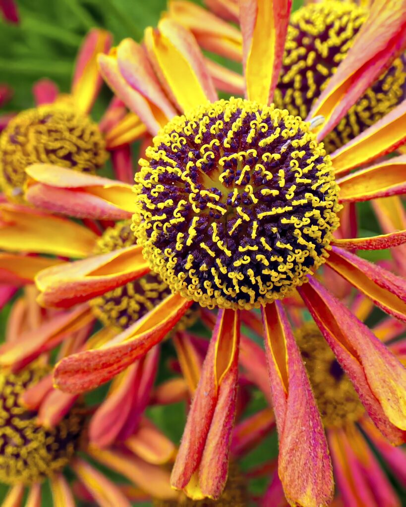 Vibrant Helenium Flower Macro: Stunning Yellow & Red Wallpaper