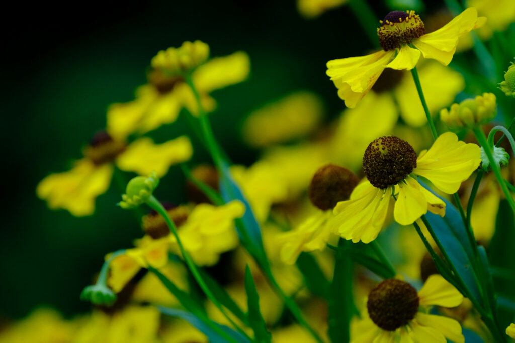 Vibrant Yellow Helenium Flowers Against Lush Green Background Wallpaper