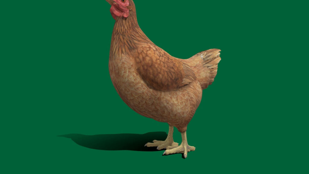Realistic Hen Wallpaper: Striking Brown Feathers on Green Background