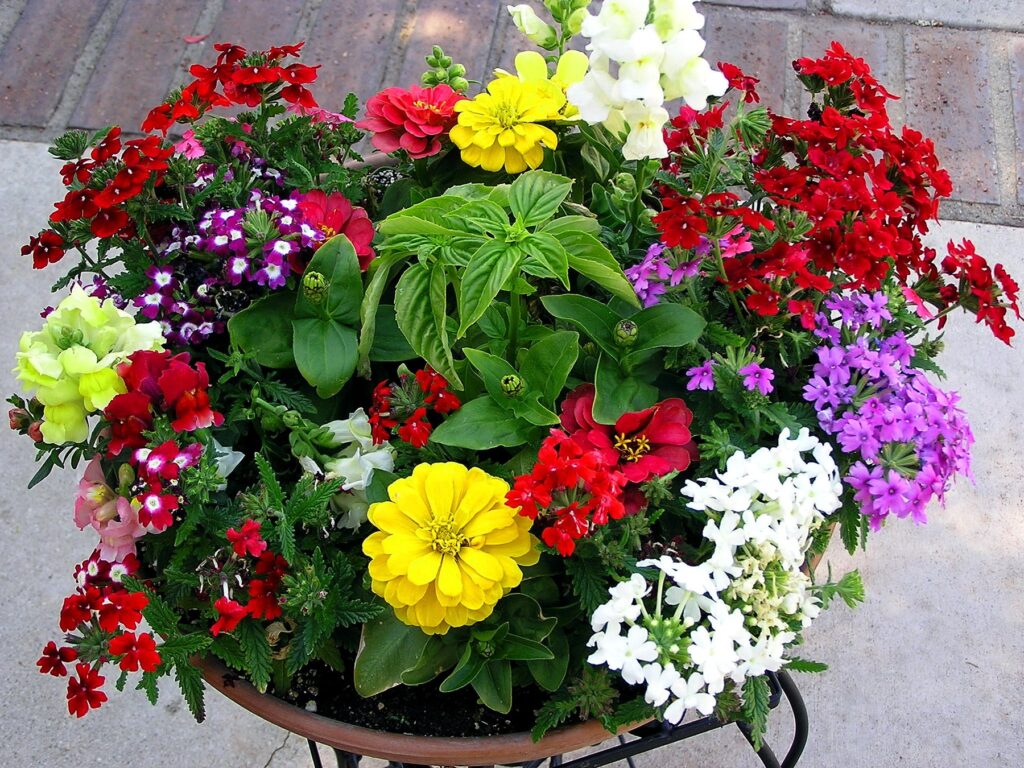 Vibrant Herb and Flower Wallpaper: Colorful Pot Display Background