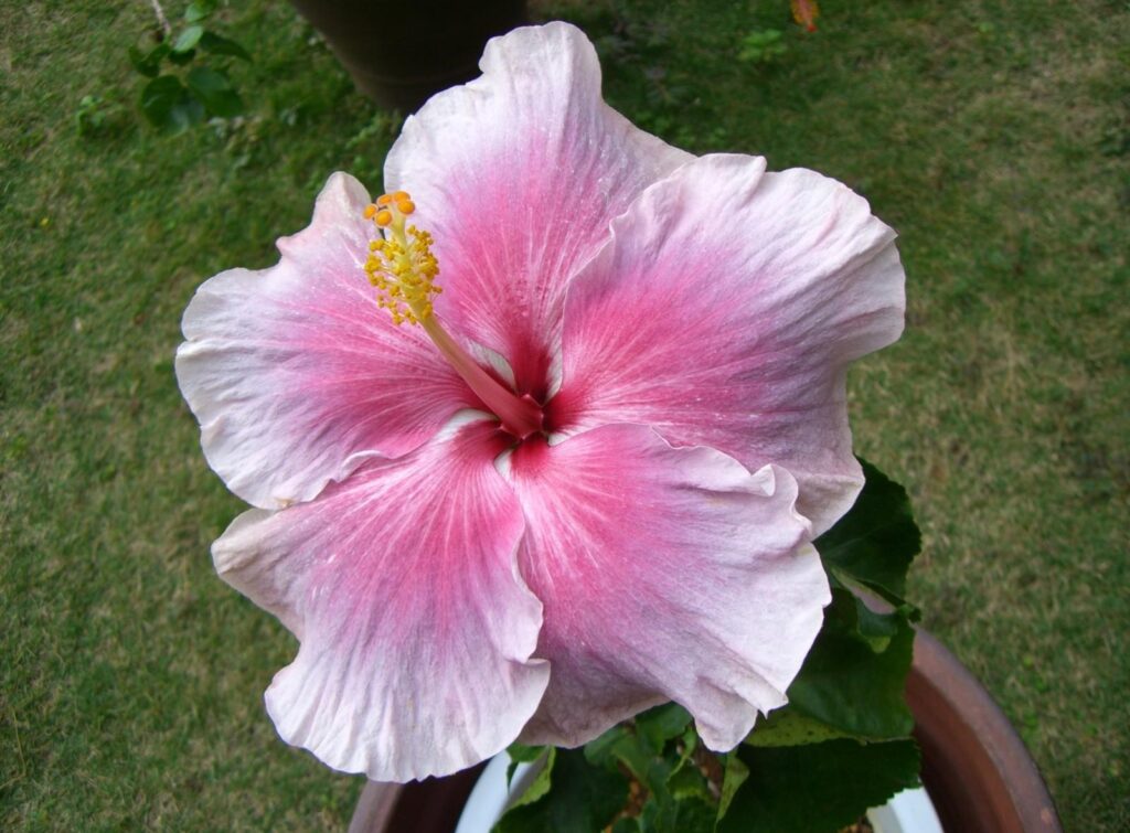 Vibrant Hibiscus Flower Close-Up with Greenery Background Wallpaper
