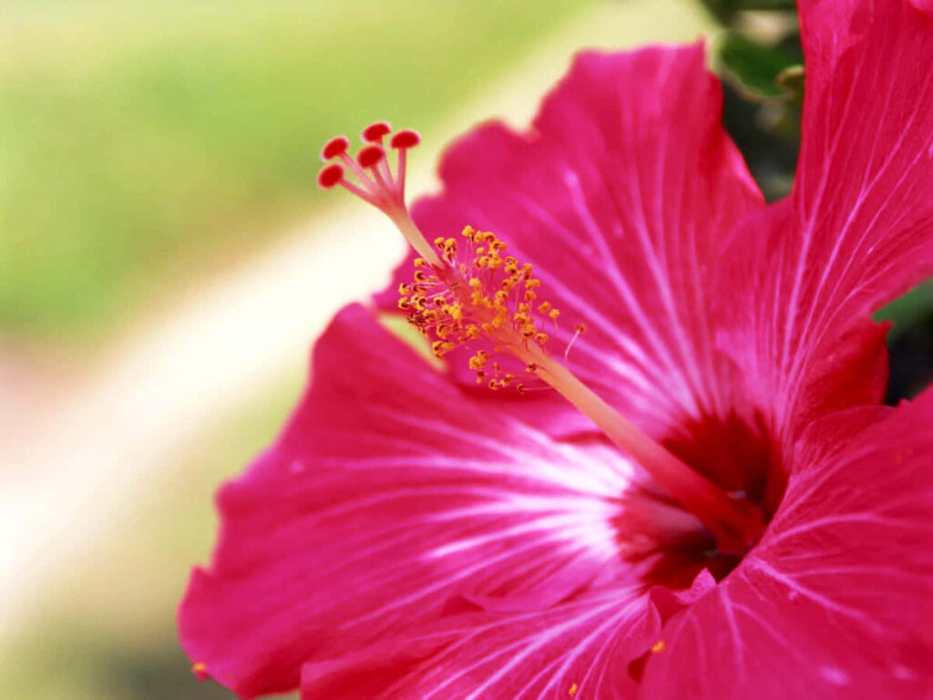 Vibrant Pink Hibiscus Wallpaper: Eye-Catching Floral Background