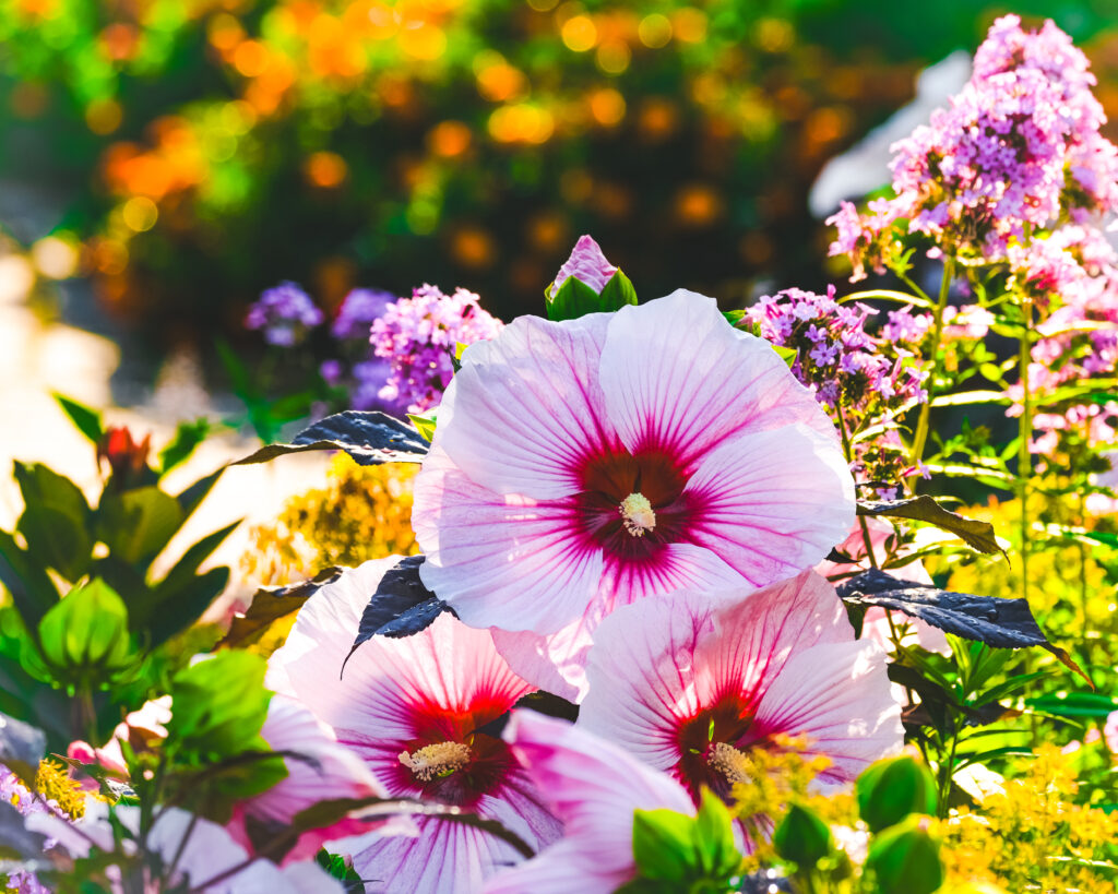 Vibrant Hibiscus Wallpaper: Pink Petals & Lush Green Background